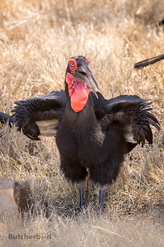 Southern Ground-Hornbill - ML623747991