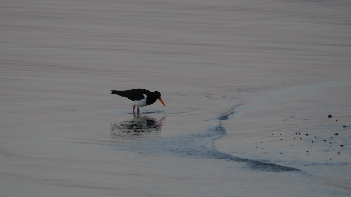 Pied Oystercatcher - ML623747992