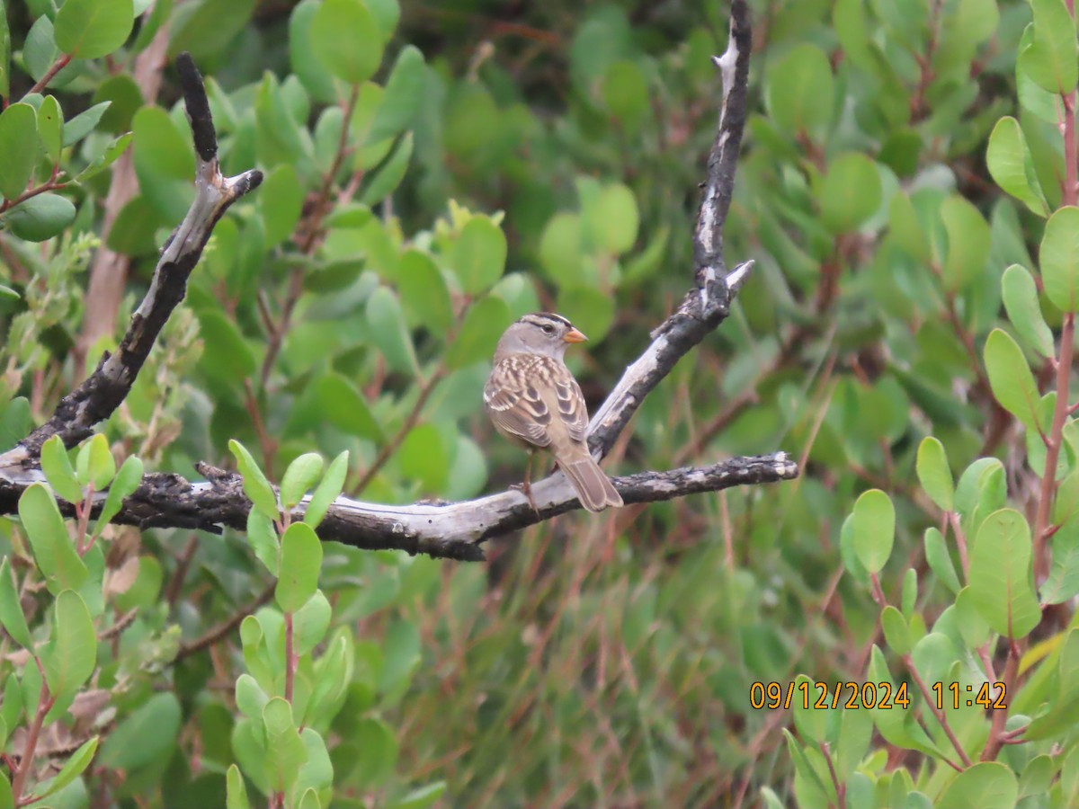 White-crowned Sparrow - ML623748005