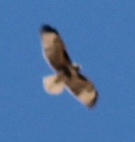 Red-tailed Hawk - ML623748035