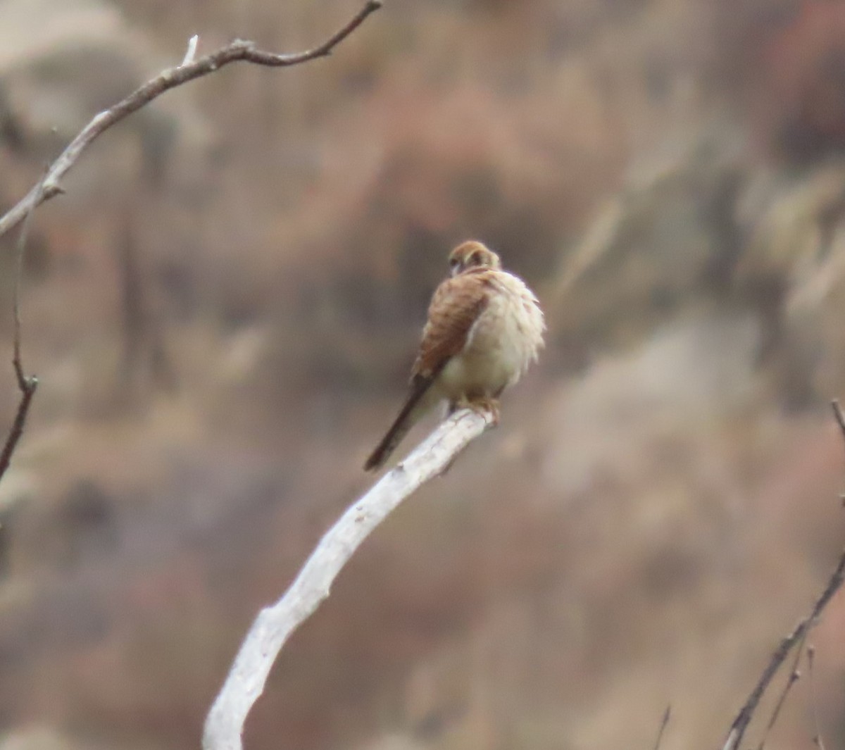 American Kestrel - ML623748040