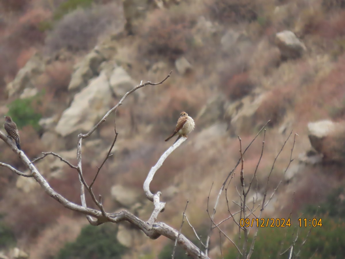 American Kestrel - ML623748041