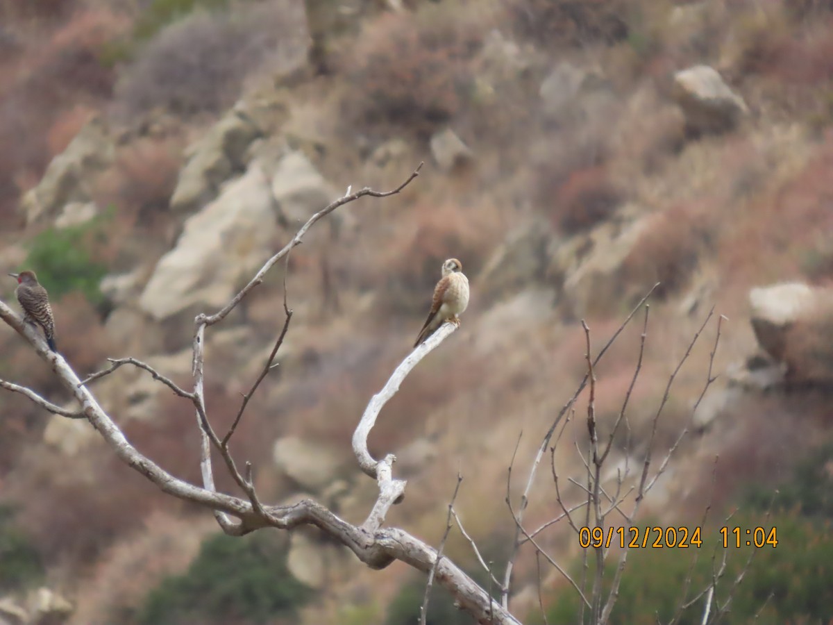 American Kestrel - ML623748042