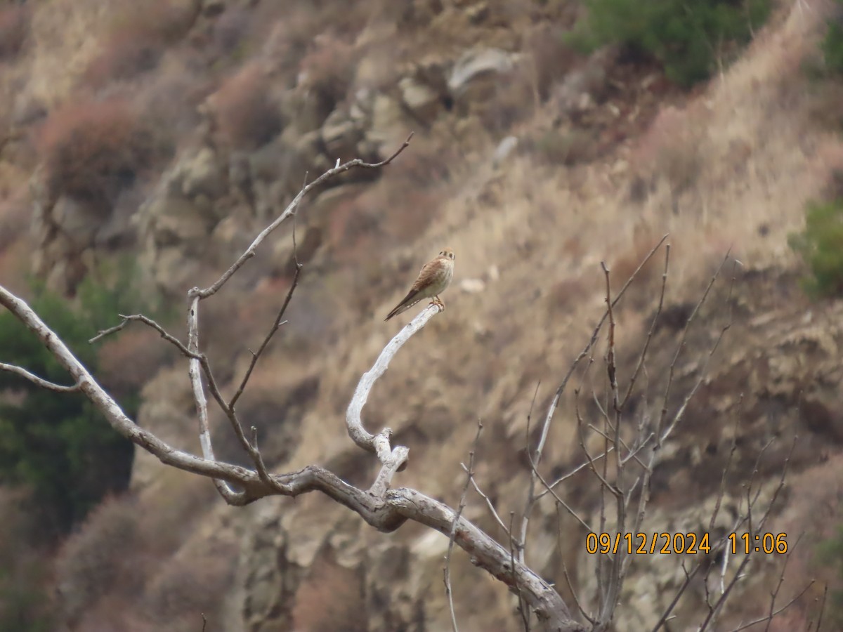 American Kestrel - ML623748043