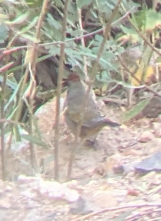 Green-tailed Towhee - ML623748050