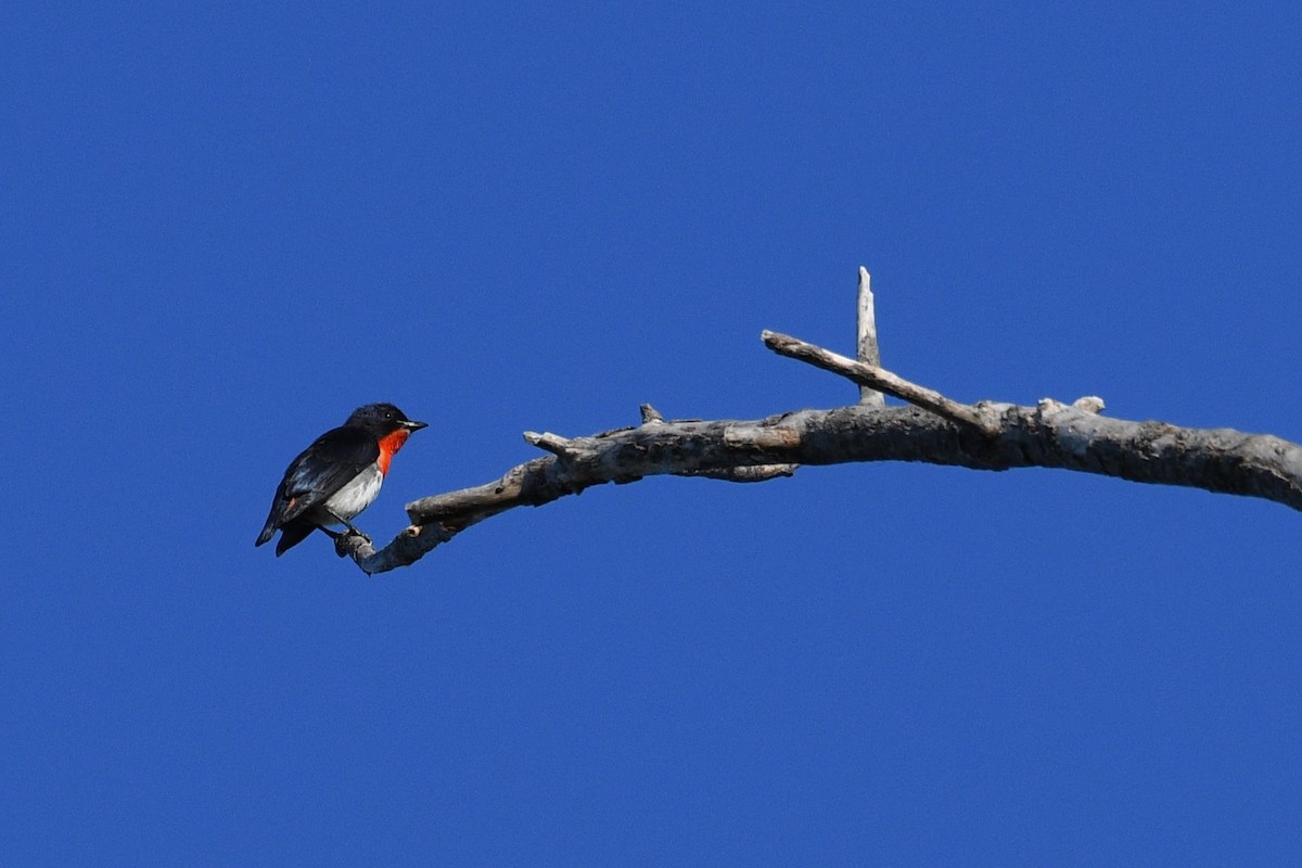 Mistletoebird - ML623748051