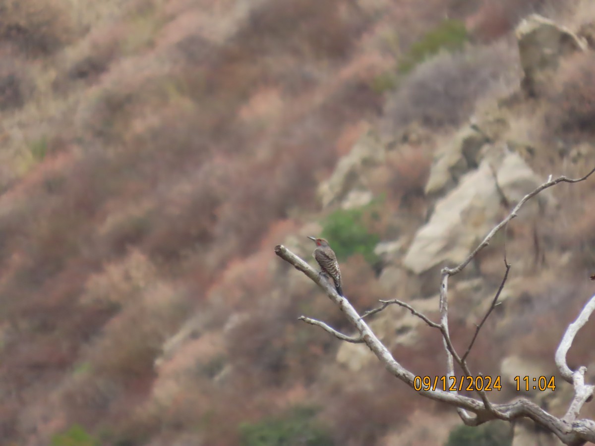 Northern Flicker - ML623748054