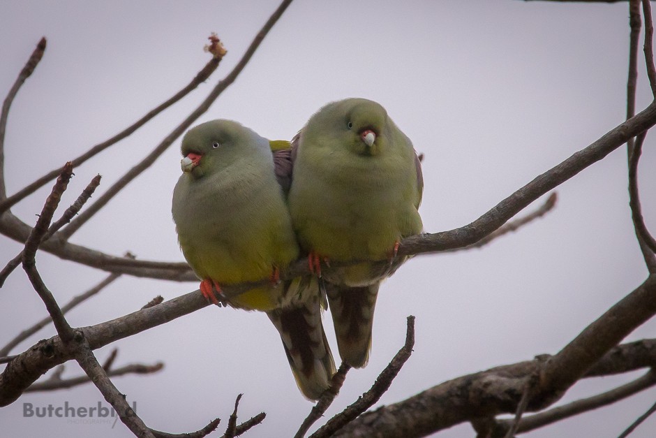 African Green-Pigeon - ML623748061