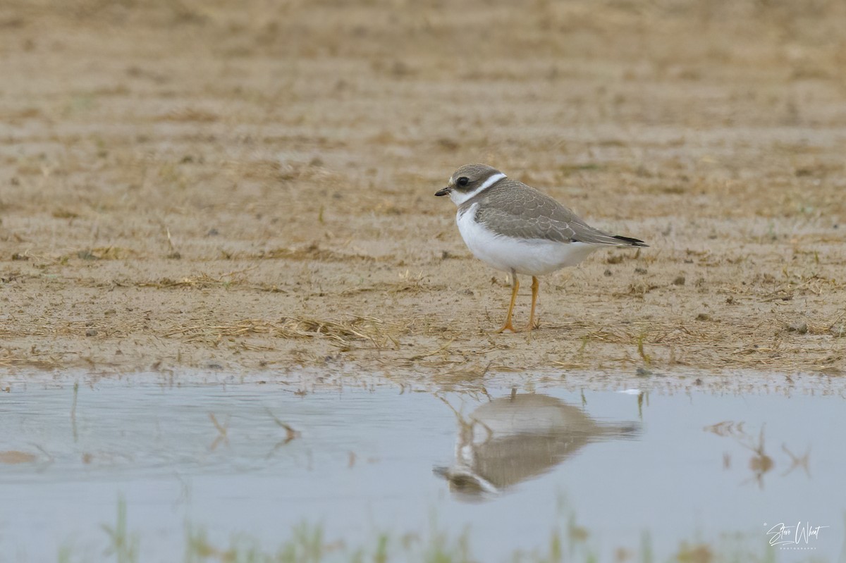 Semipalmated Plover - ML623748068