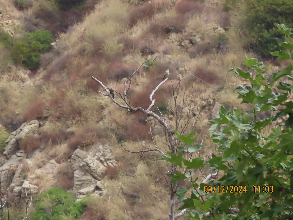 Northern Flicker - ML623748070