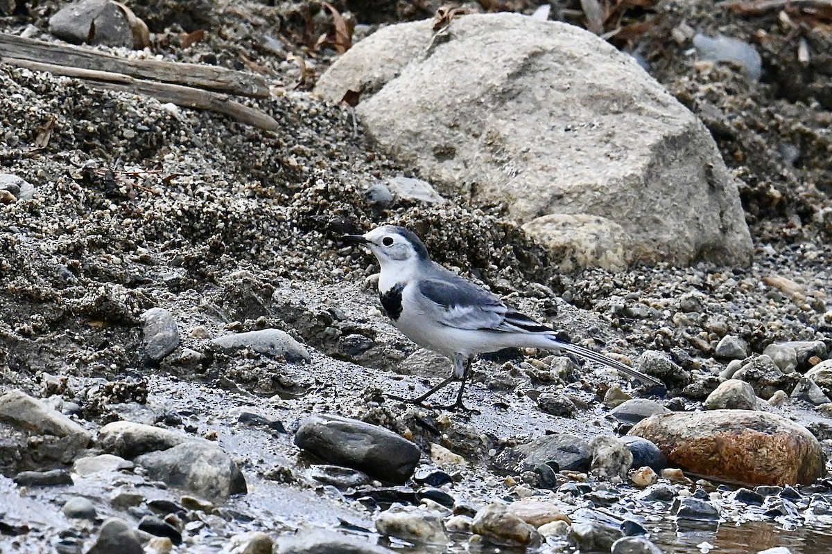 White Wagtail (Chinese) - ML623748073