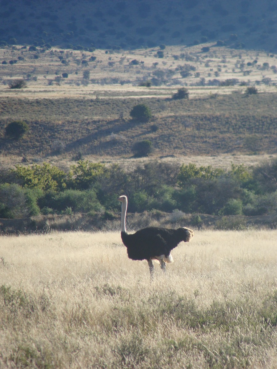 Common Ostrich - ML623748094