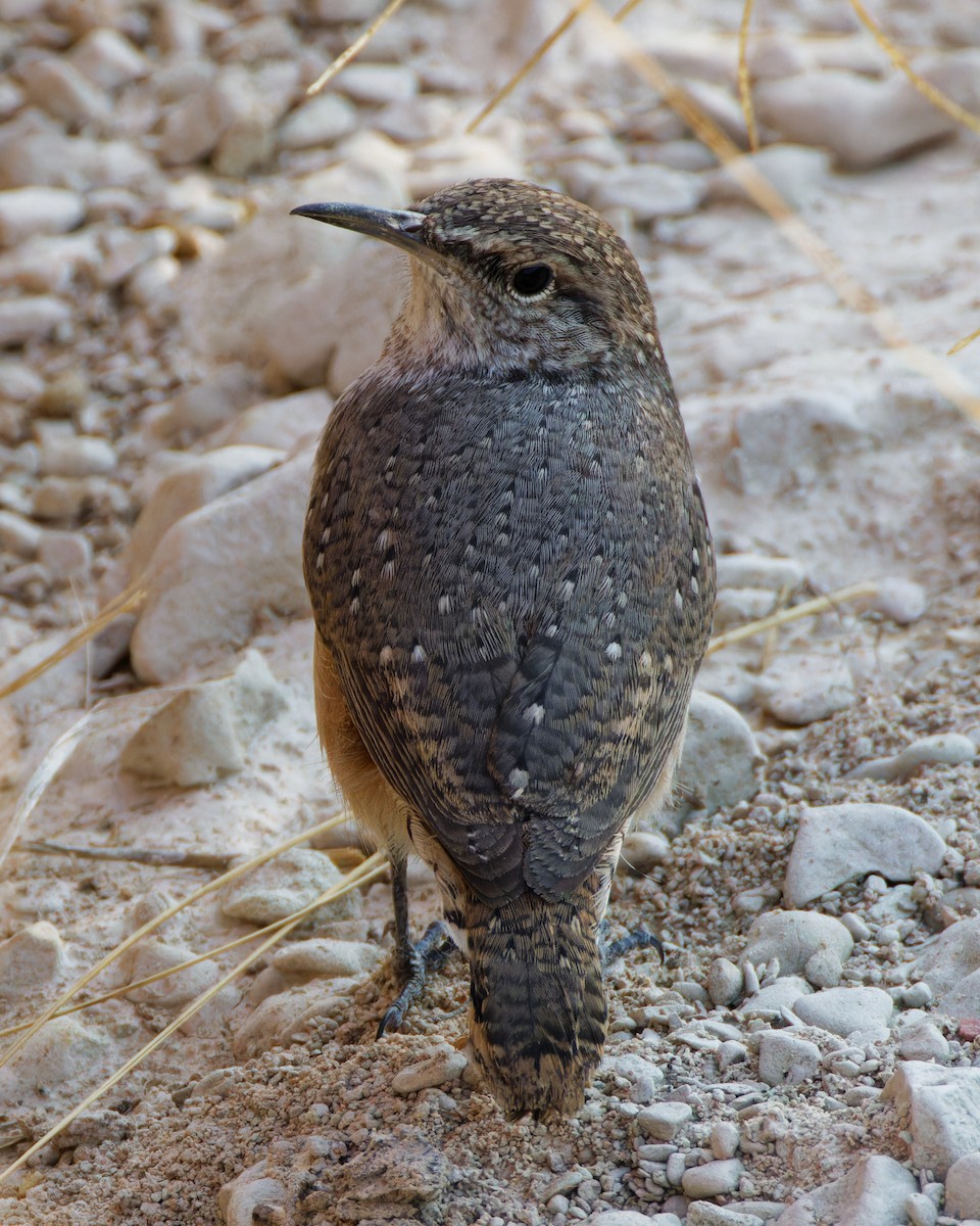 Rock Wren - ML623748096