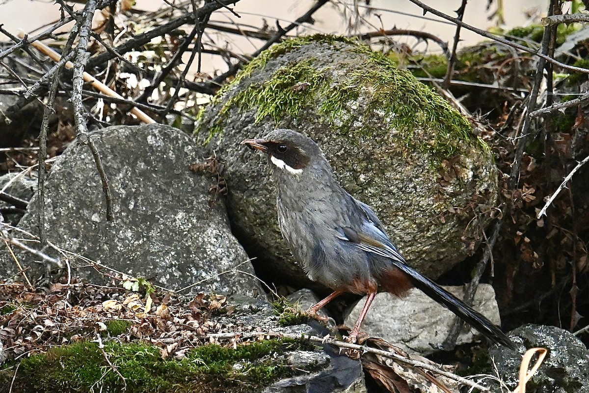 Prince Henry's Laughingthrush - ML623748097