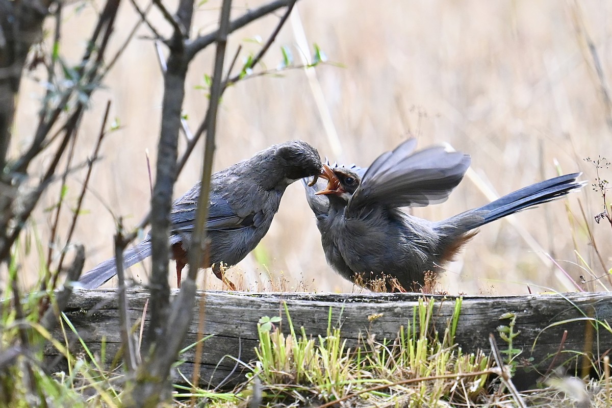 Prince Henry's Laughingthrush - Dong Qiu