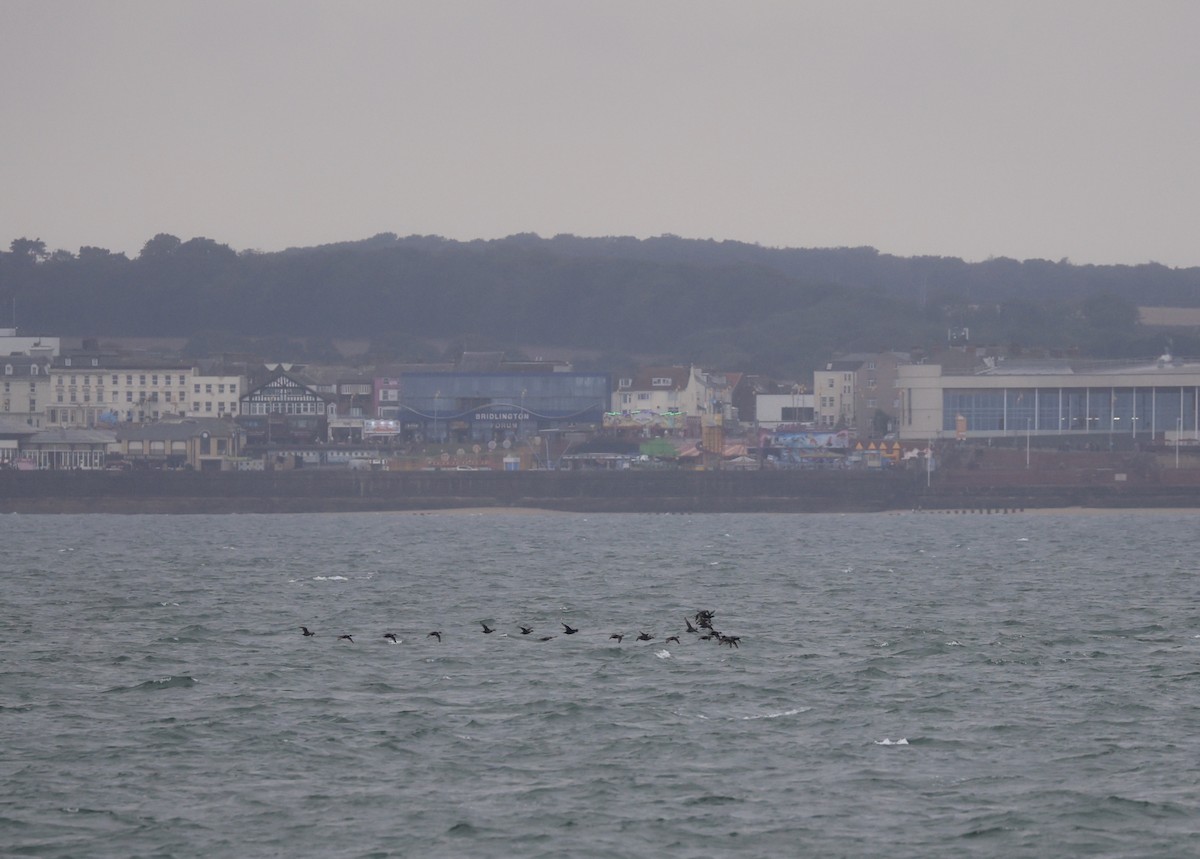 Common Scoter - ML623748106