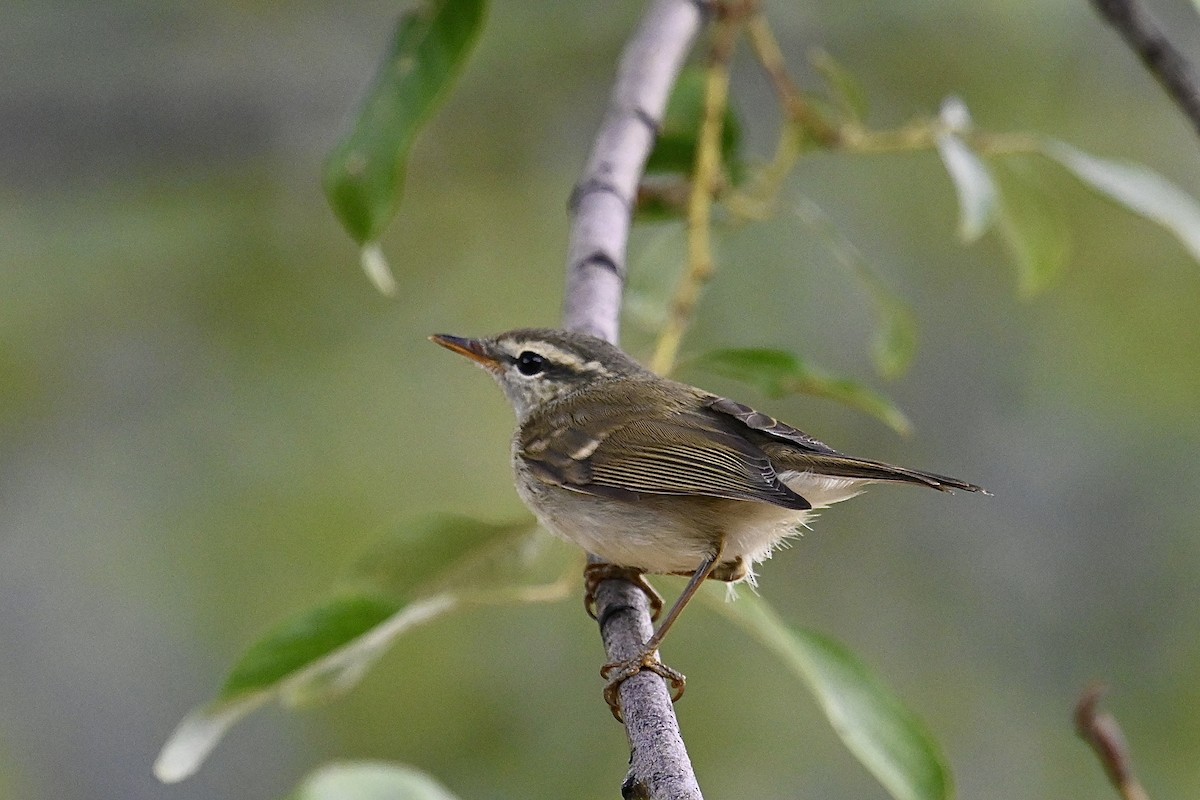 Greenish Warbler - Dong Qiu