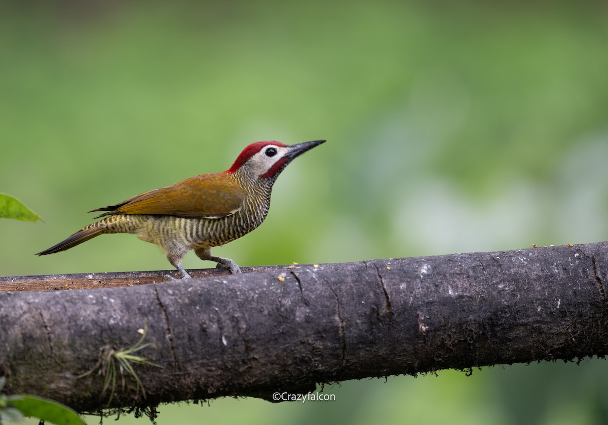 Golden-olive Woodpecker (rubripileus) - Qiang Zeng