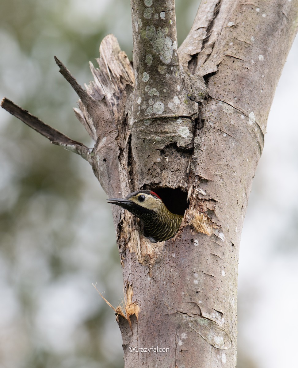 Golden-olive Woodpecker (rubripileus) - ML623748135