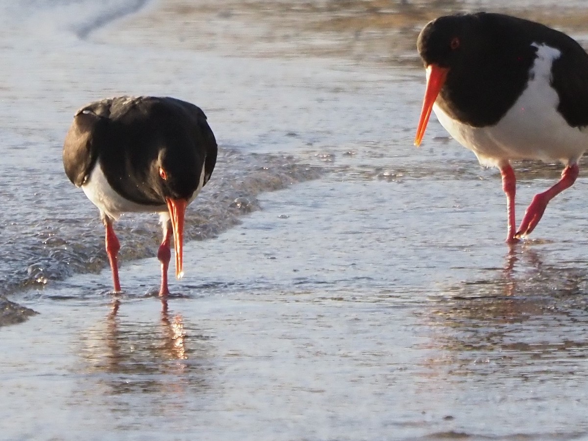 Pied Oystercatcher - Frank Welten