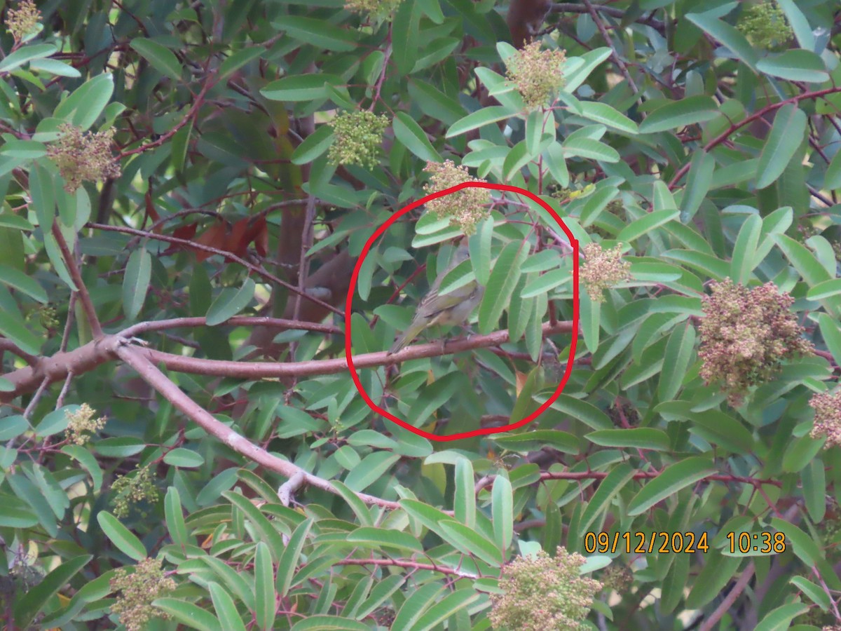 Green-tailed Towhee - ML623748151