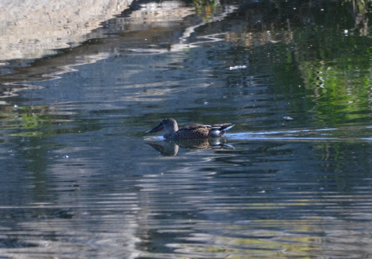 Northern Shoveler - Andrés Martínez