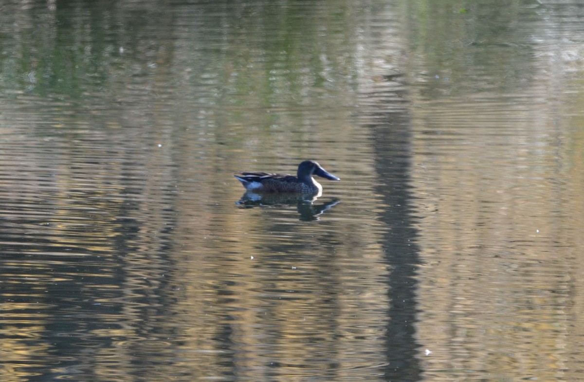 Northern Shoveler - ML623748162