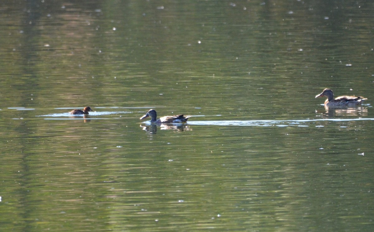 Northern Shoveler - ML623748163