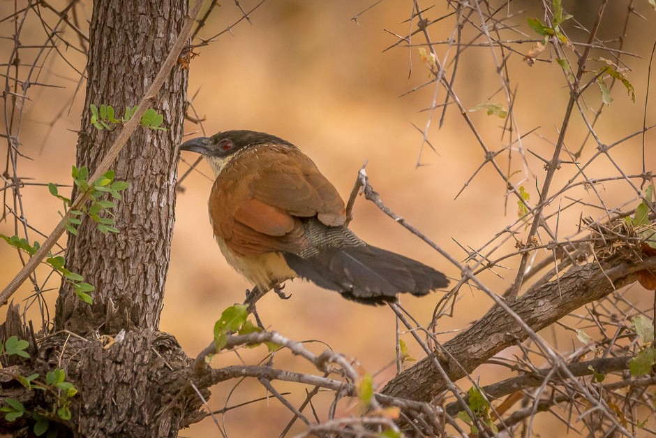 White-browed Coucal (Burchell's) - ML623748197