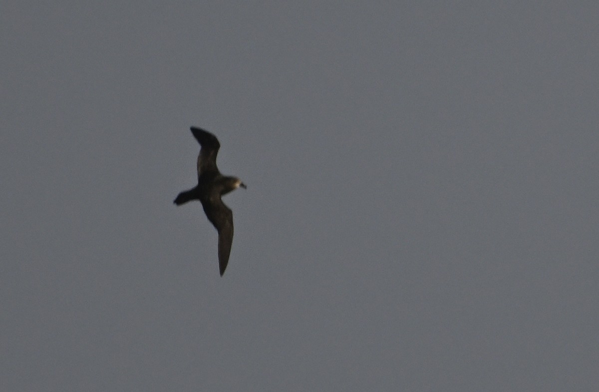 Gray-faced Petrel - ML623748199