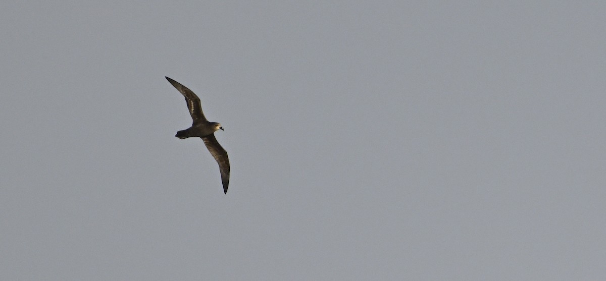 Gray-faced Petrel - ML623748200