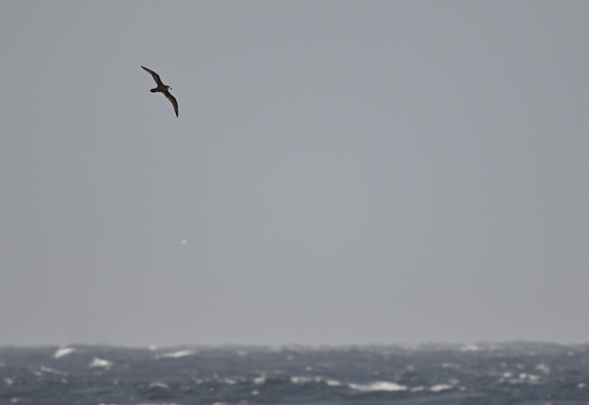 Gray-faced Petrel - ML623748203