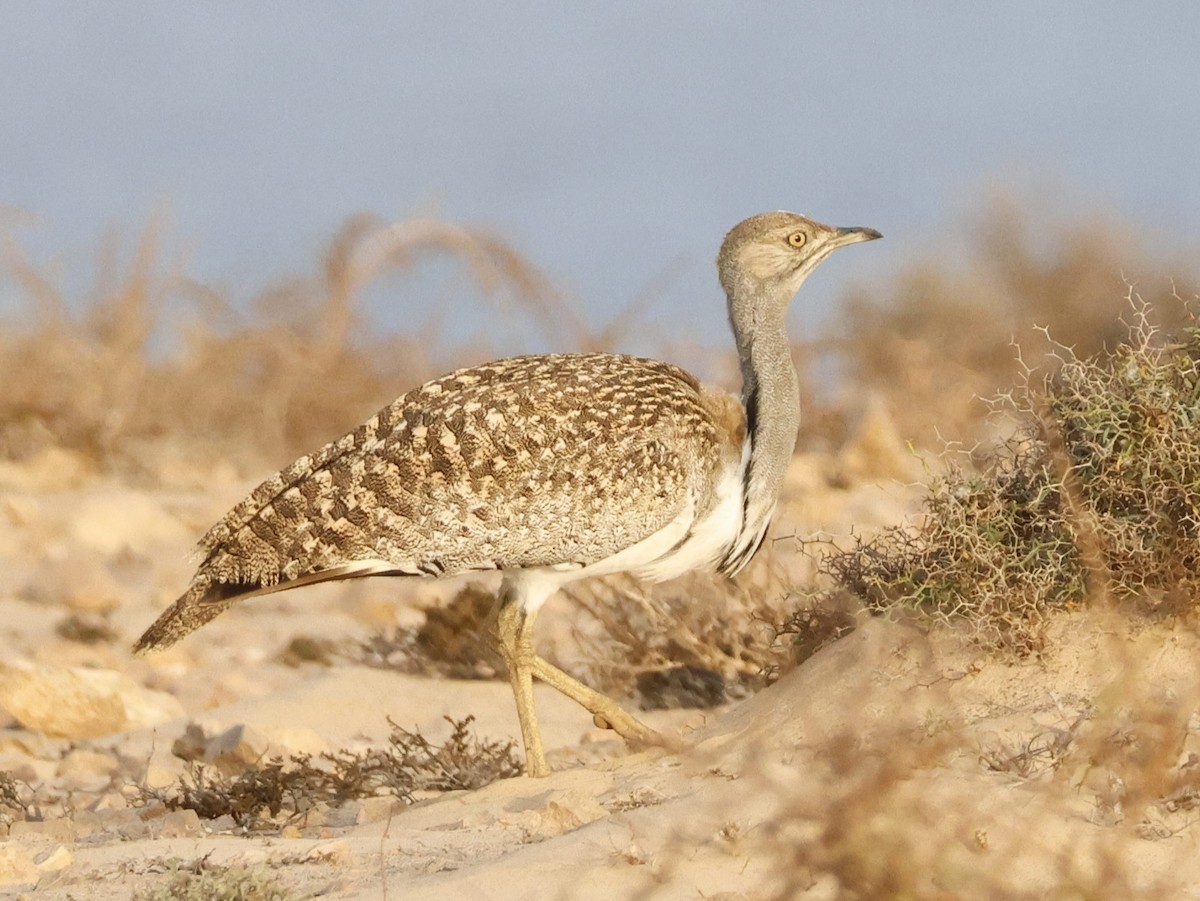 Houbara basoiloa (Kanariar uharteetakoa) - ML623748204