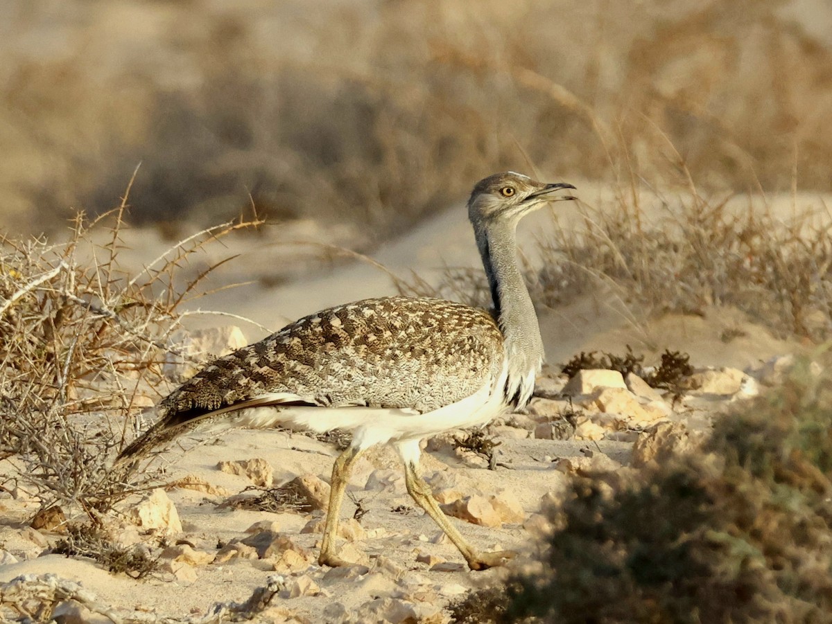 Houbara basoiloa (Kanariar uharteetakoa) - ML623748205