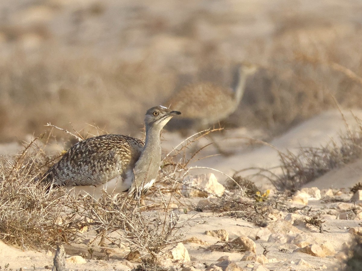 Houbara basoiloa (Kanariar uharteetakoa) - ML623748206