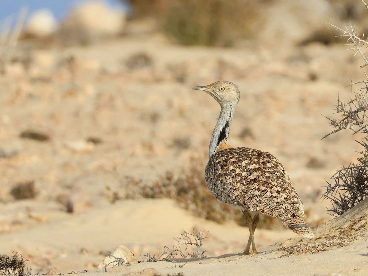 Houbara basoiloa (Kanariar uharteetakoa) - ML623748207