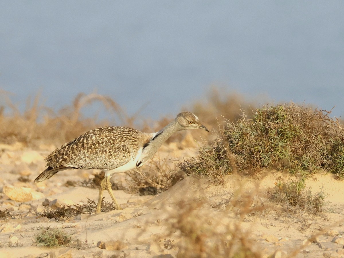 Houbara basoiloa (Kanariar uharteetakoa) - ML623748208