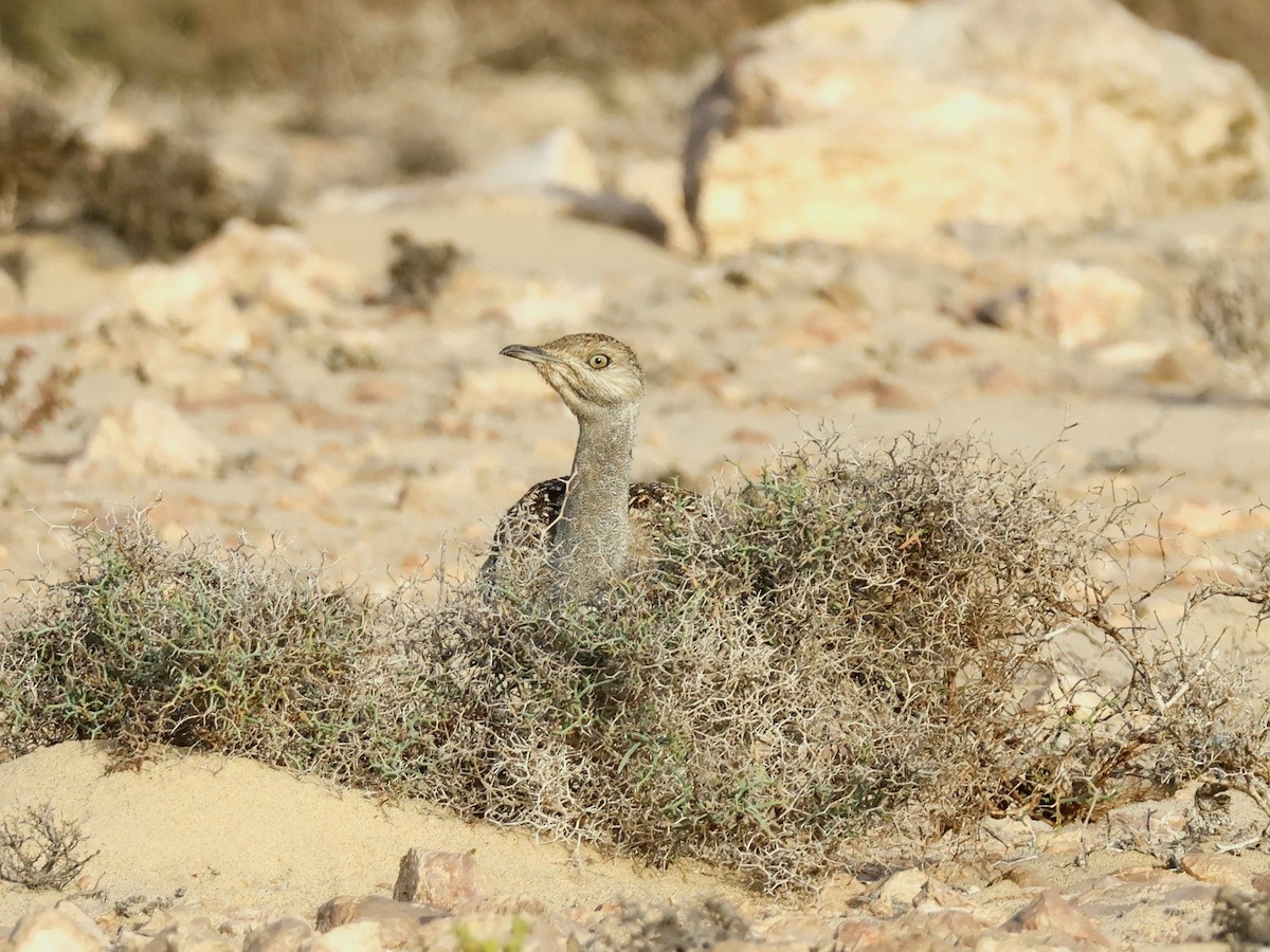 Houbara basoiloa (Kanariar uharteetakoa) - ML623748209