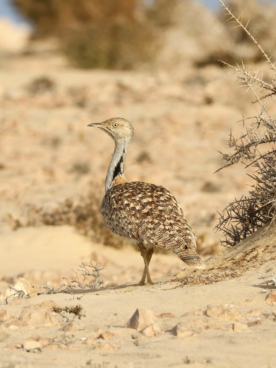 Houbara basoiloa (Kanariar uharteetakoa) - ML623748210