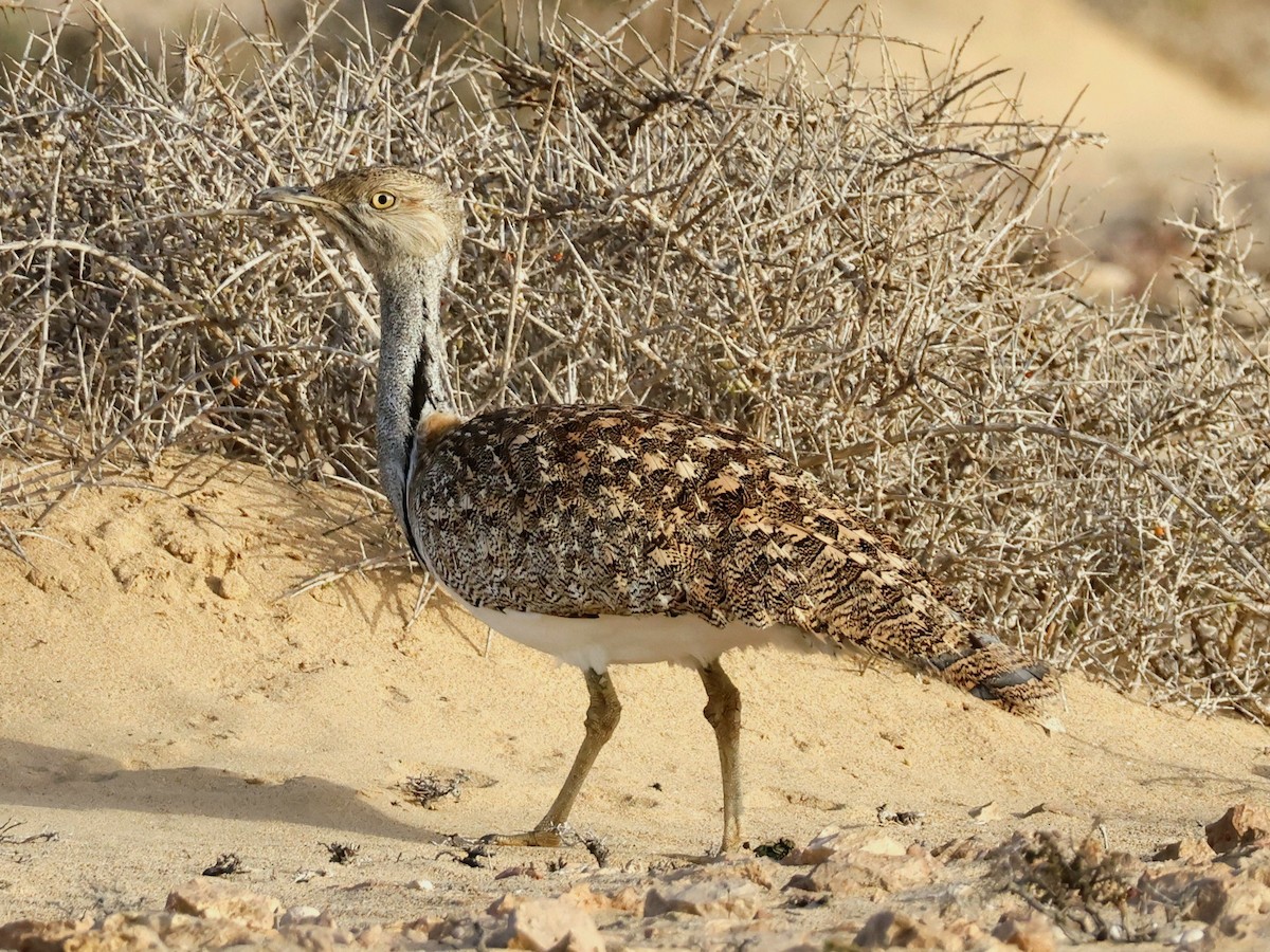 Houbara basoiloa (Kanariar uharteetakoa) - ML623748211