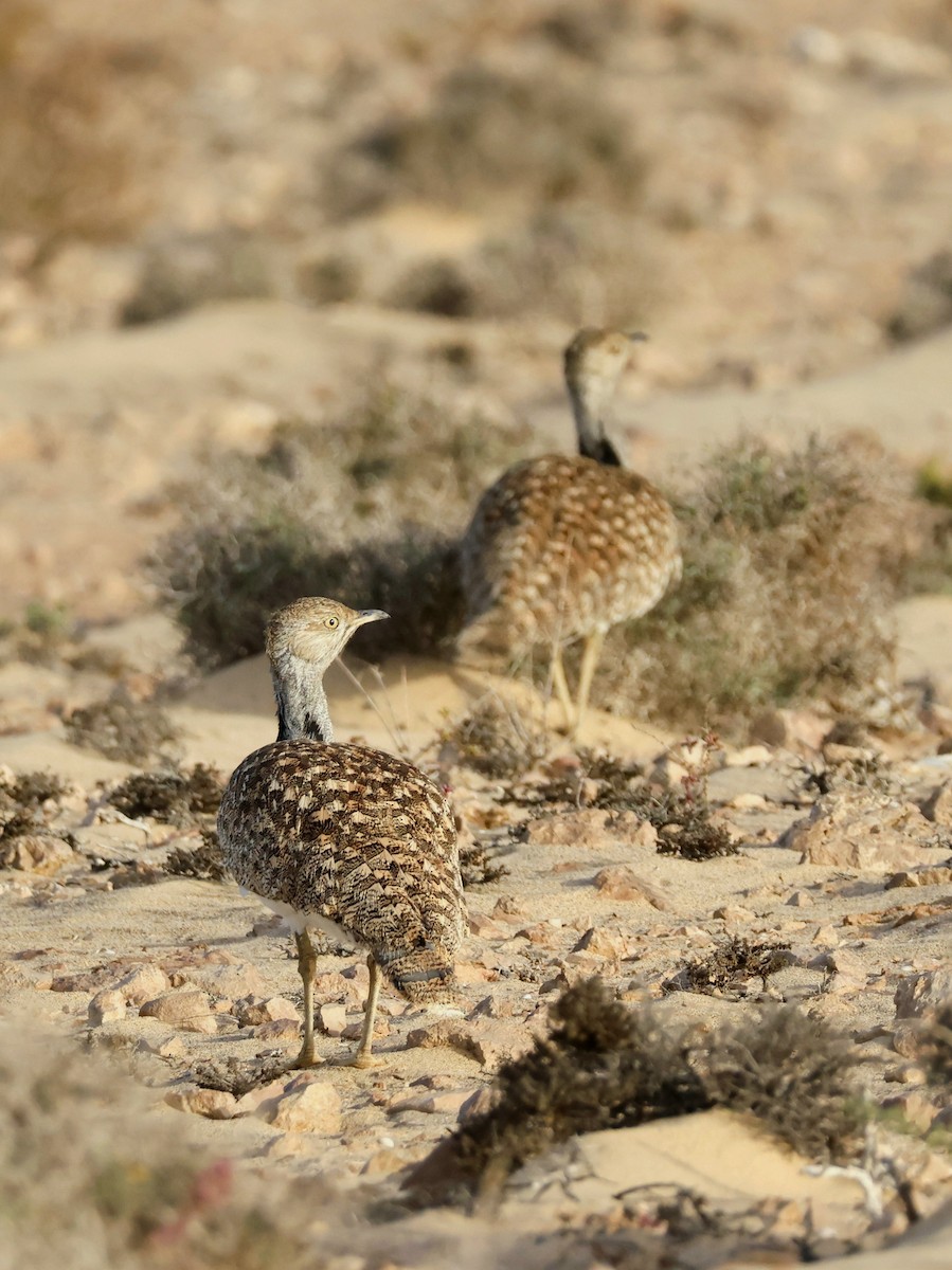 Houbara basoiloa (Kanariar uharteetakoa) - ML623748212