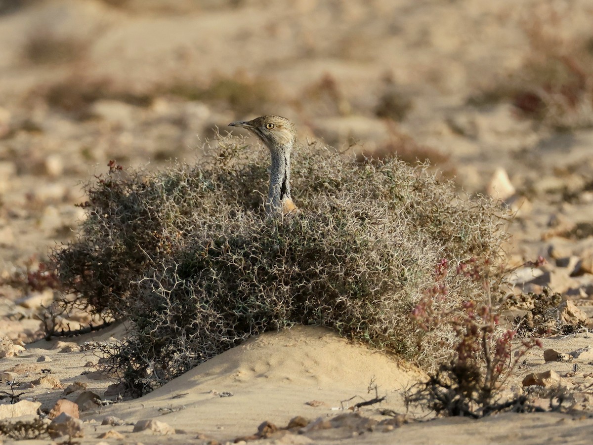 Houbara Bustard (Canary Is.) - ML623748213