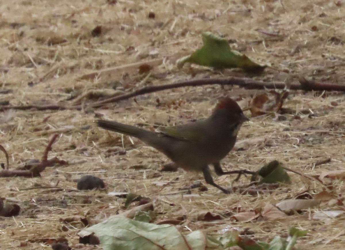 Green-tailed Towhee - ML623748222