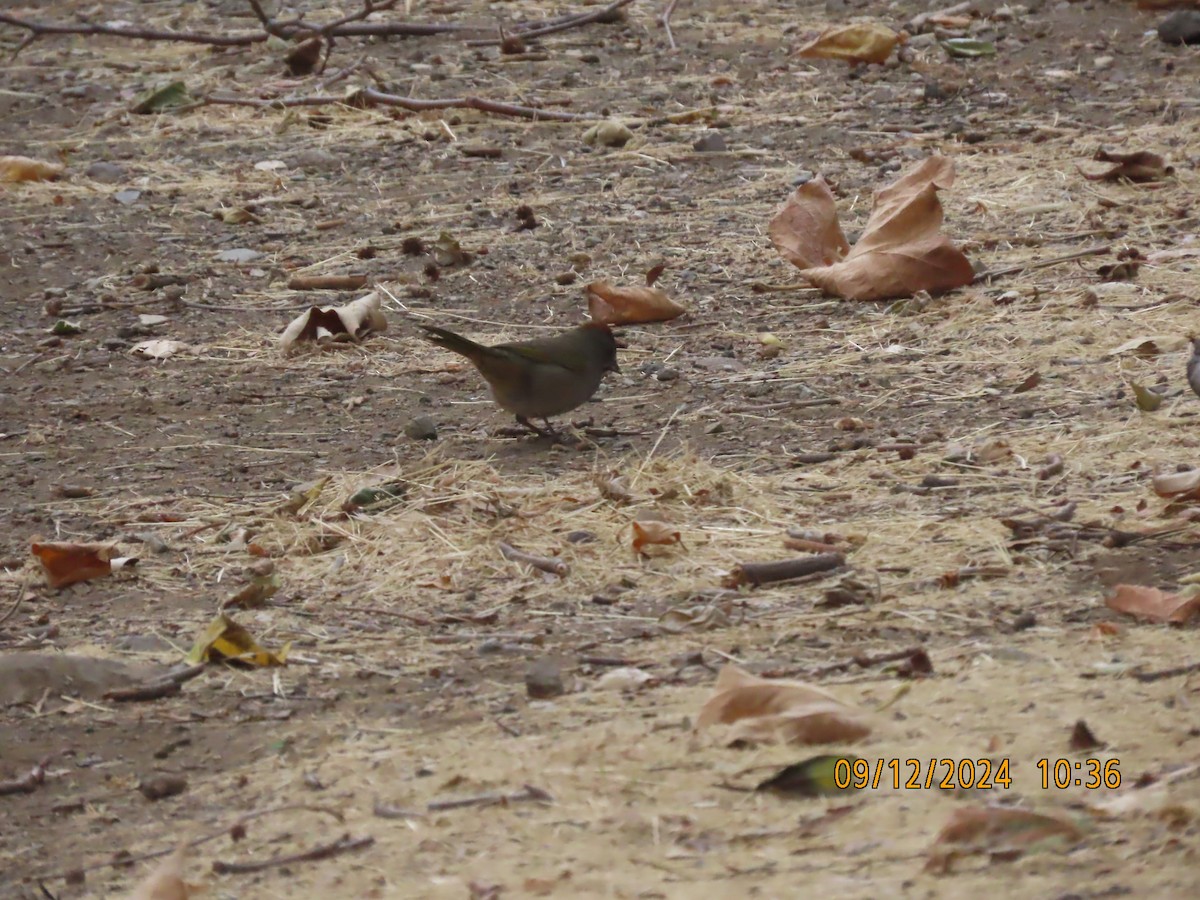 Green-tailed Towhee - ML623748223