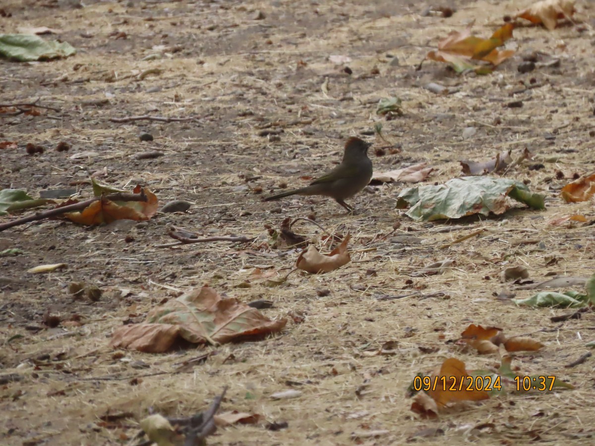 Green-tailed Towhee - ML623748224