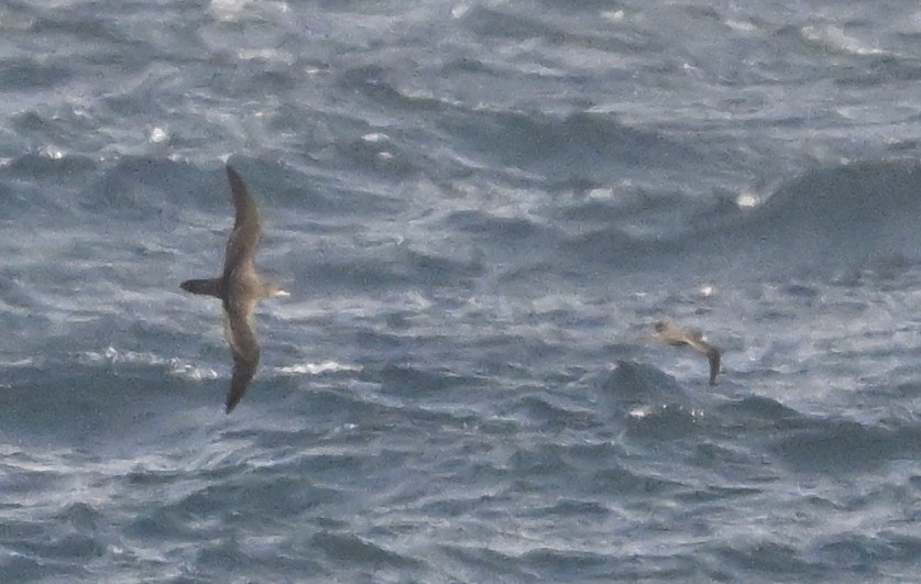 Wedge-tailed Shearwater - ML623748239