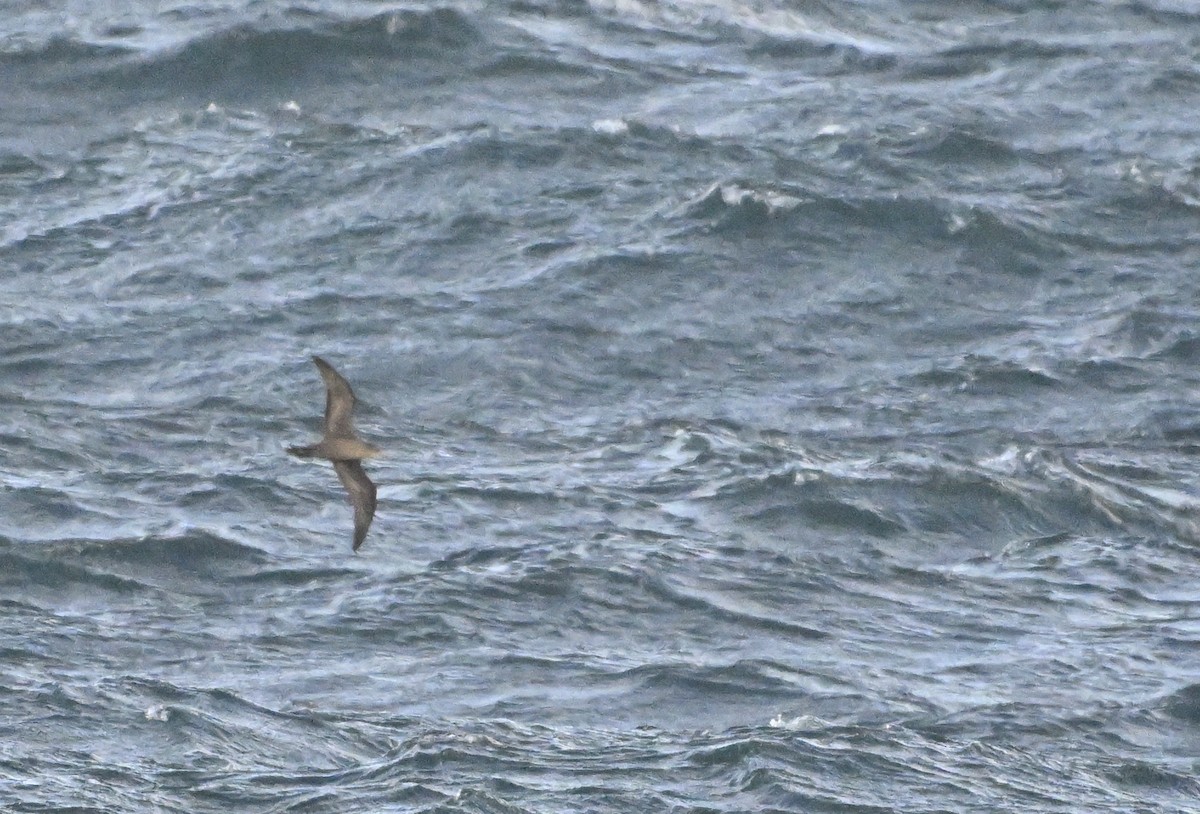 Wedge-tailed Shearwater - ML623748242