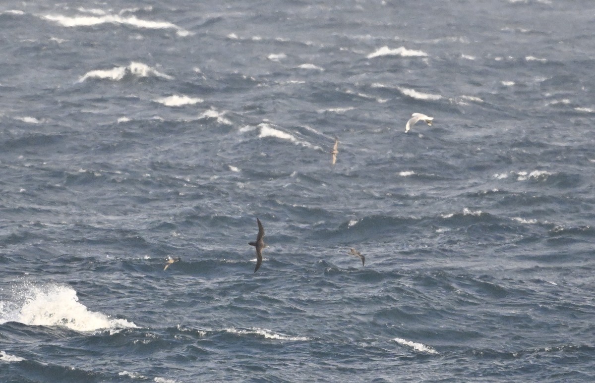 Wedge-tailed Shearwater - ML623748243