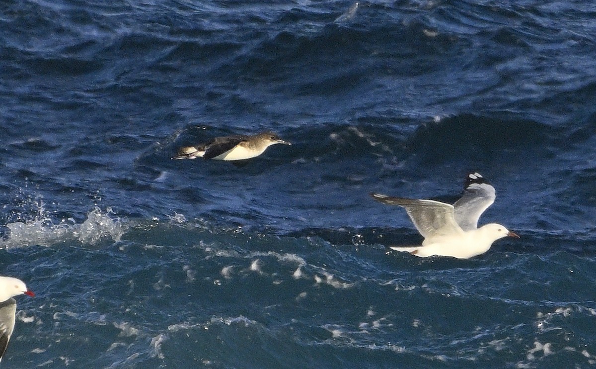 Hutton's Shearwater - ML623748251