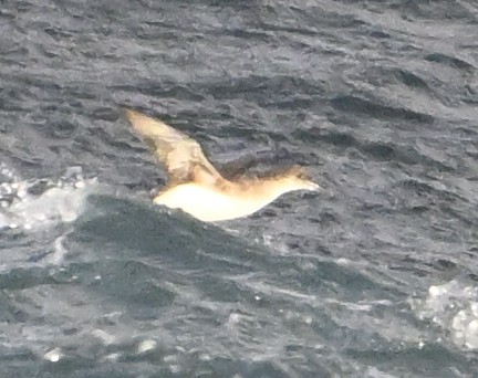 Hutton's Shearwater - ML623748252